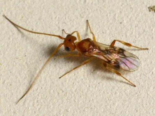 Phanerotoma sp.